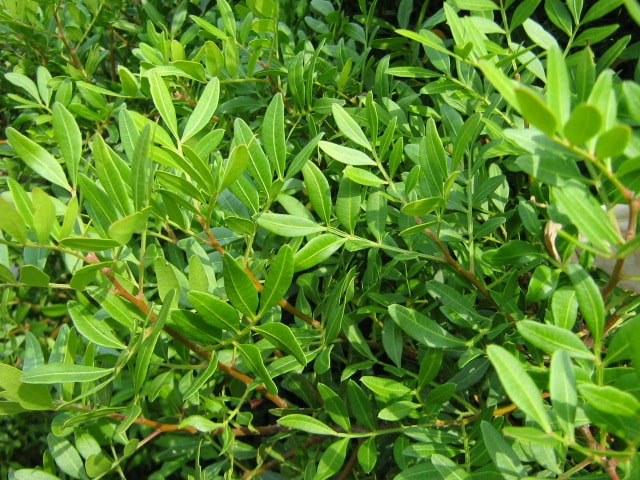 Salal